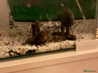 Turtle reptiles Two musk turtles for sale with set up - Advert 9