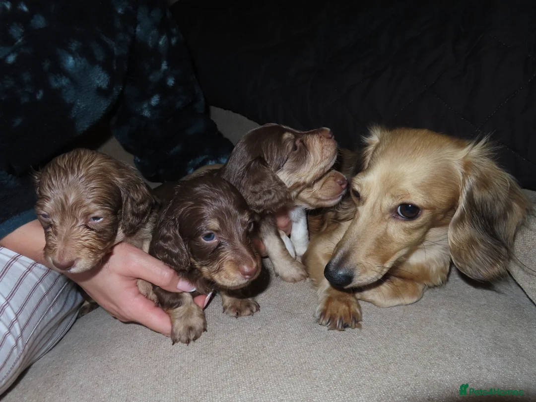 Miniature Dachshund dogs for sale: Long-Haired KC Miniature Dachshund Puppies  - Advert 1