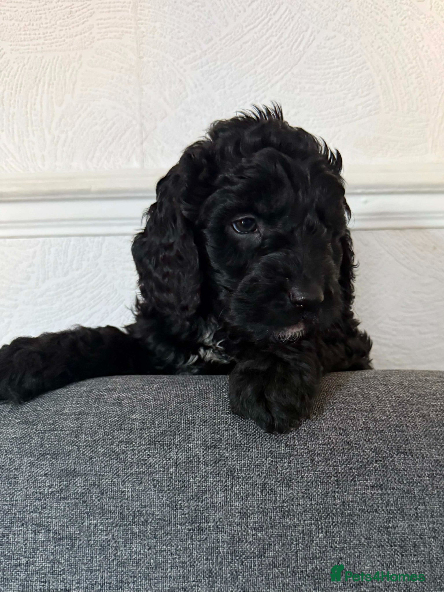 Australian Labradoodle dogs AUSTRALIAN LABRADOODLE  - Advert 2