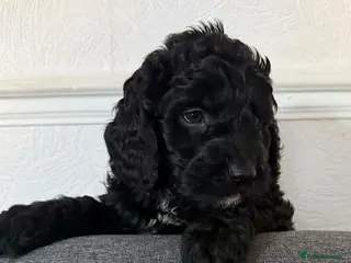 Australian Labradoodle dogs AUSTRALIAN LABRADOODLE - Advert 2