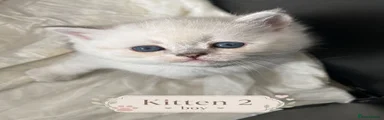 Scottish Fold Kitten 2