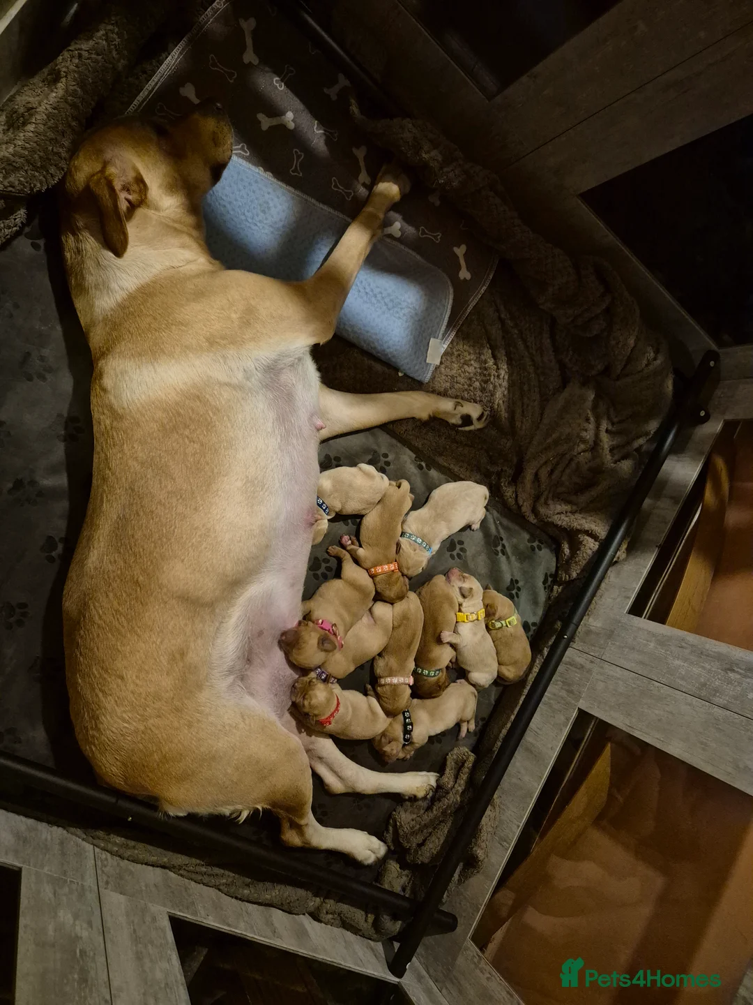 Labrador Retriever dogs for sale: KC Registered Pedigree Labrador Retriever Puppies - Advert 3