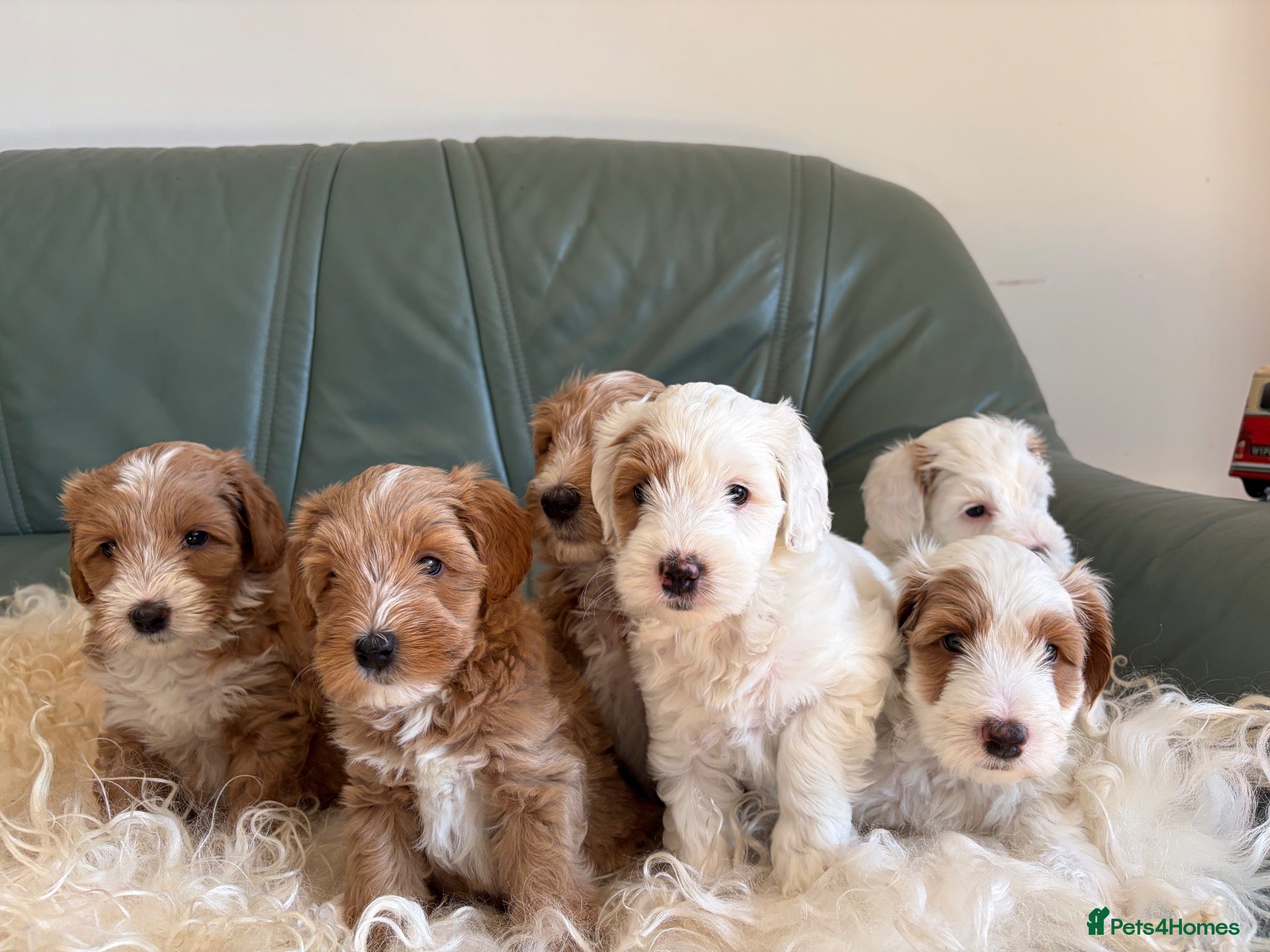 Australian Labradoodle dogs Stunning multigen Australian labradoodles - Advert 5