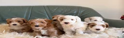 Australian Labradoodle dogs for sale: Stunning multigen Australian labradoodles - Advert 1