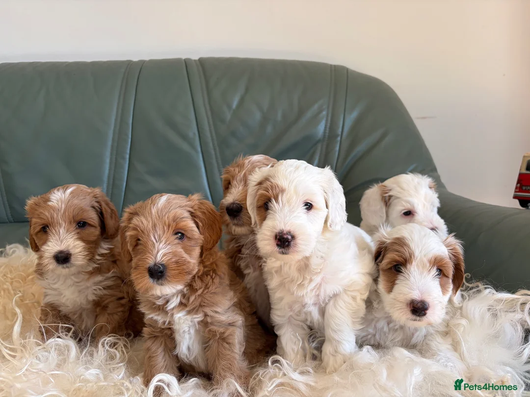 Australian Labradoodle dogs for sale: Stunning multigen Australian labradoodles - Advert 1
