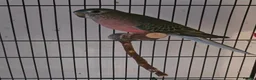 Parakeets birds for sale: 2 bourkes for sale with cage in Slough - Advert 3