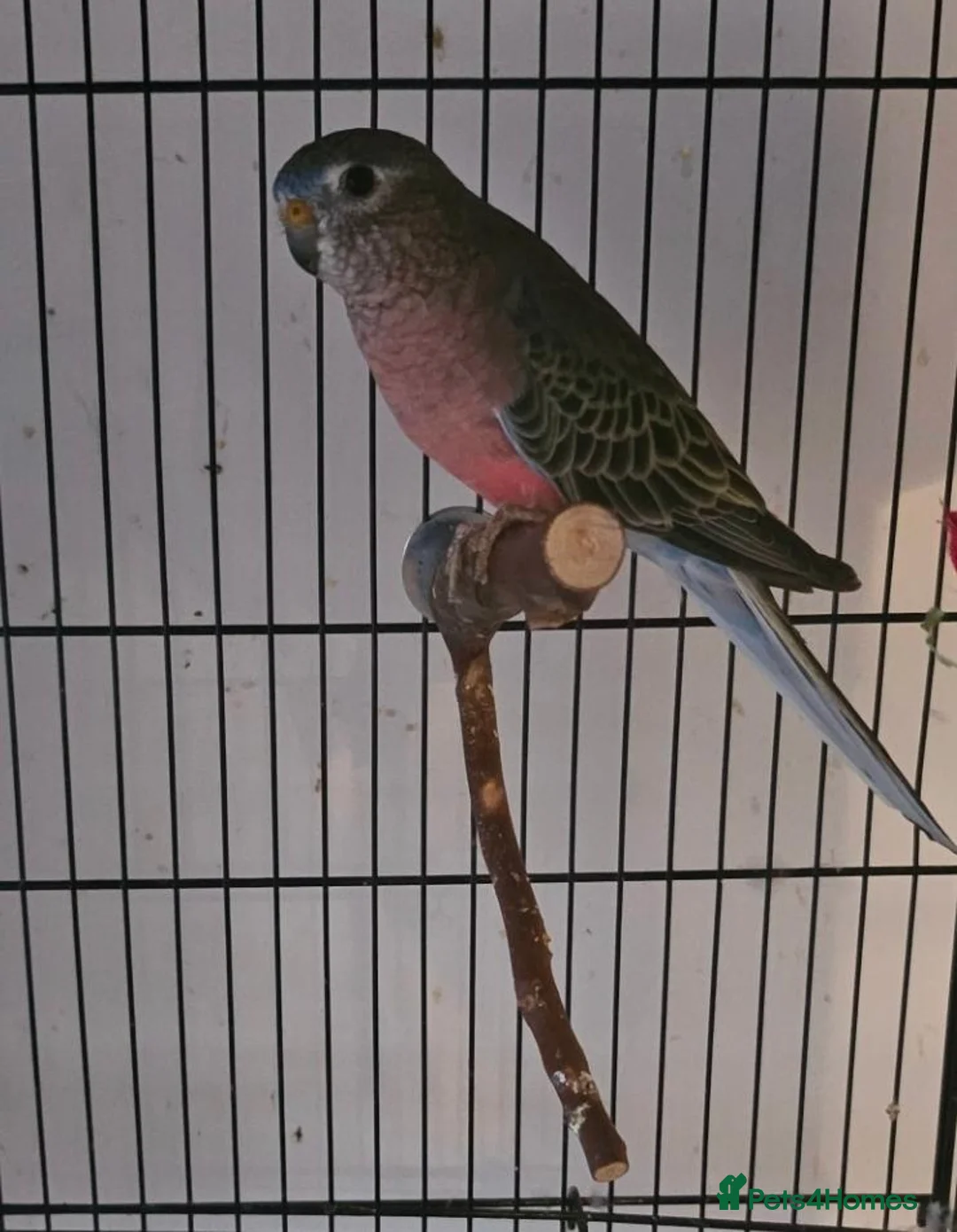 Parakeets birds for sale: 2 bourkes for sale with cage in Slough - Advert 3