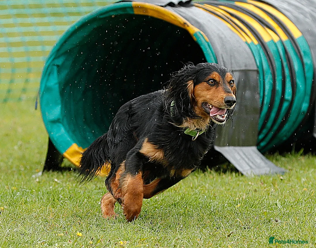 Cocker Spaniel dogs for stud: Health Tested Working Cocker Spaniel for Stud in Braintree - Advert 3