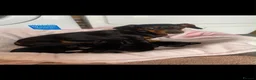 Dachshund dogs for sale: My 5 beautiful Dashound puppies - Advert 1