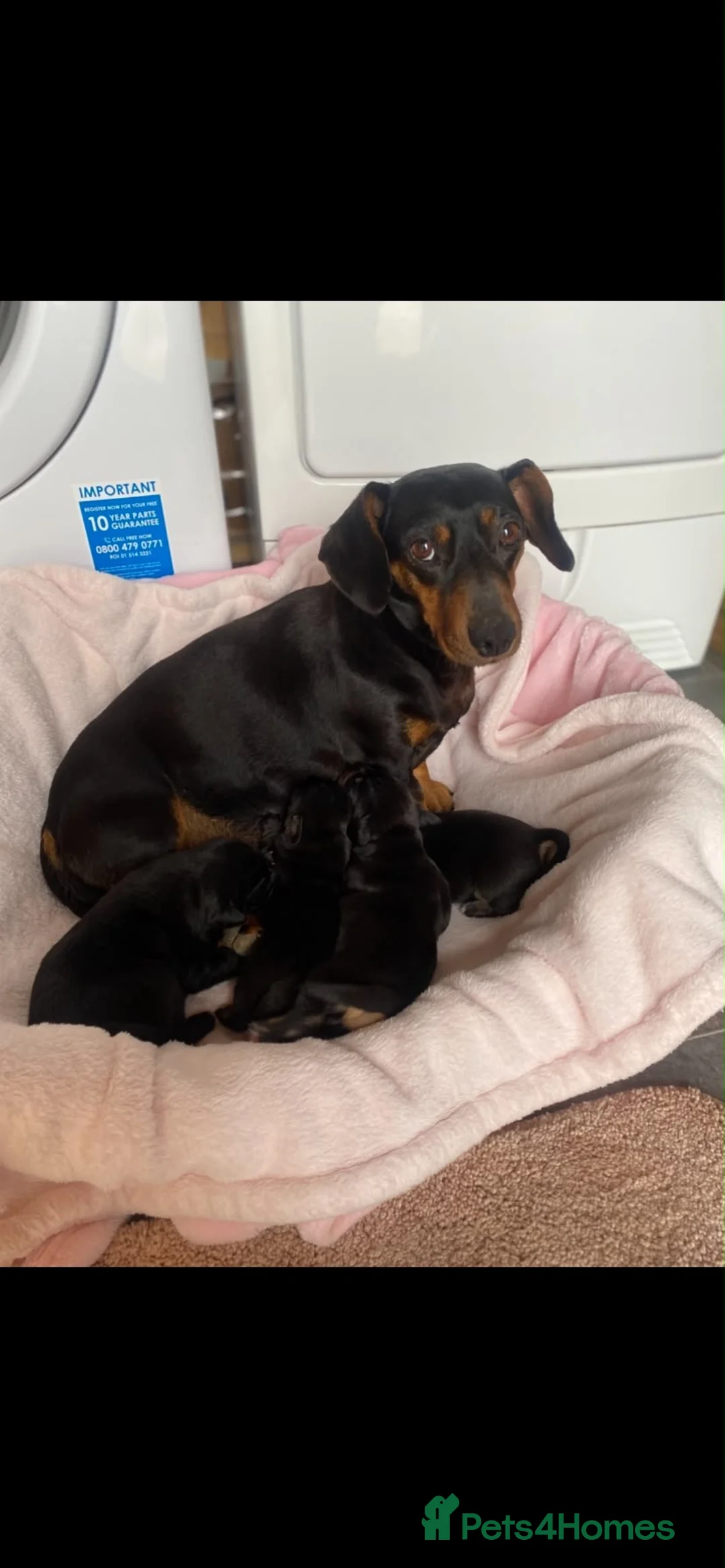 Dachshund dogs for sale: My 5 beautiful Dashound puppies - Advert 1