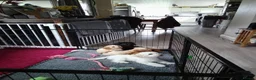 Mixed Breed dogs for sale: Cavapoochon puppies with 5 weeks free insurance  - Advert 11