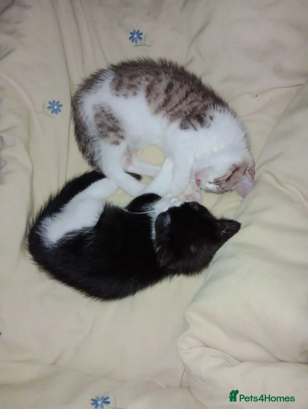 Mixed Breed cats for sale: 2 beautiful kittens avaialble - Advert 7