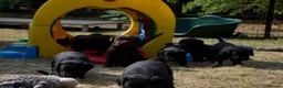 Labrador Retriever dogs for sale: Quality Labrador pups. Health tested parents - Advert 11