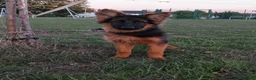 German Shepherd dogs for sale: German Shepherd Puppies-show-line parents - Advert 9