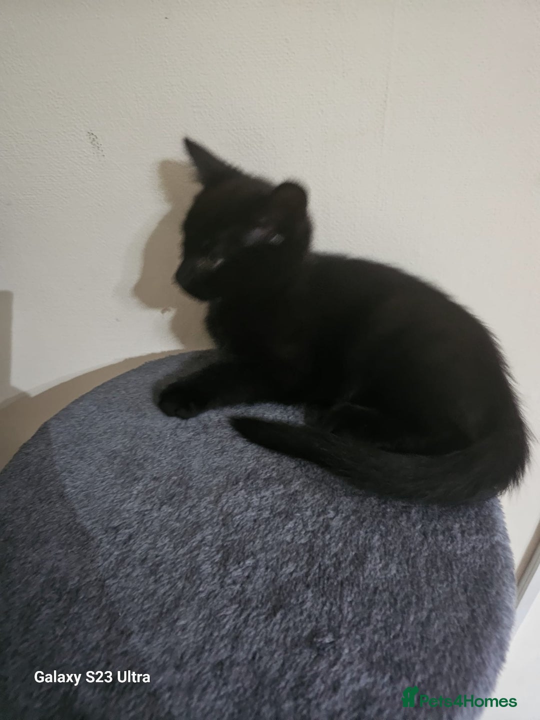 Bombay cats for sale: Bombay - Image 6