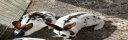 Mini Lop rabbits for sale: Rex/mini lop/mini lop x lion head bunnies. - Advert 2