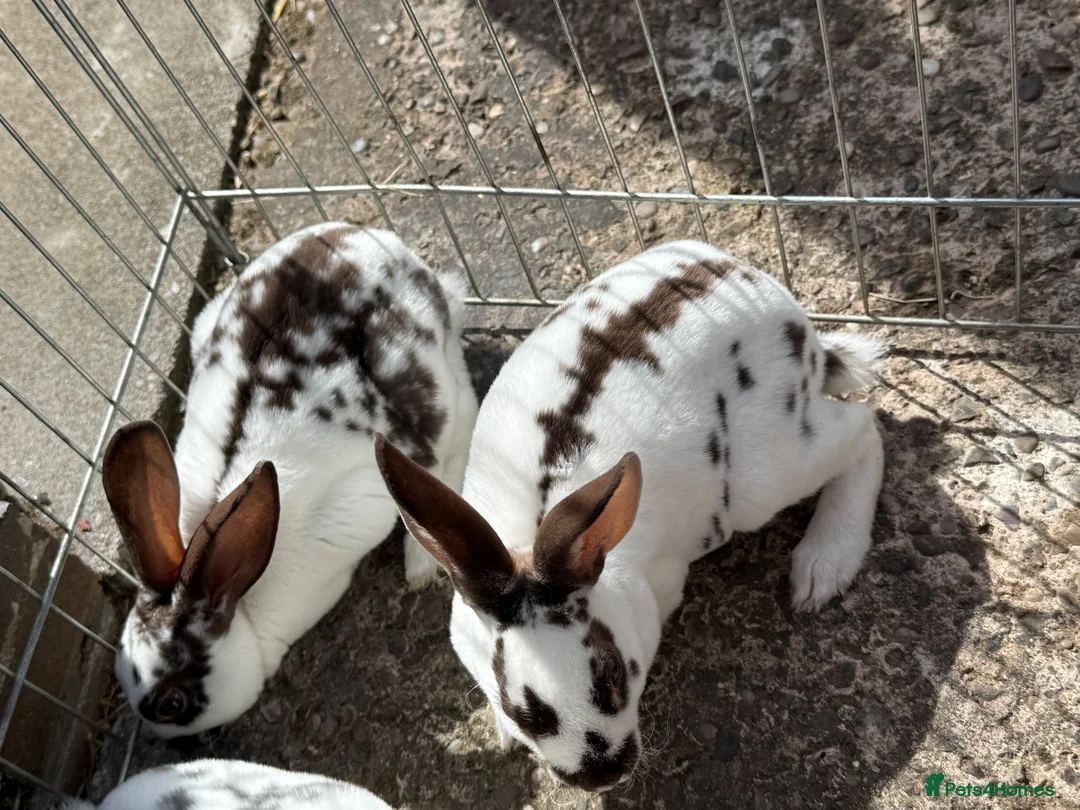 Mini Lop rabbits for sale: Rex/mini lop/mini lop x lion head bunnies. - Advert 2
