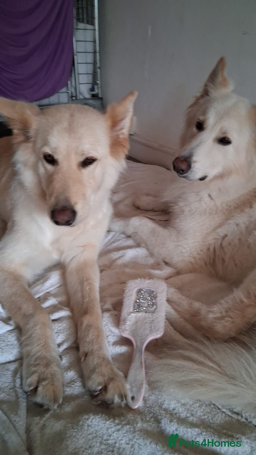 Mixed Breed dogs PUPPIES FOR SALE - Advert 1