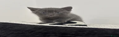 Russian Blue 4