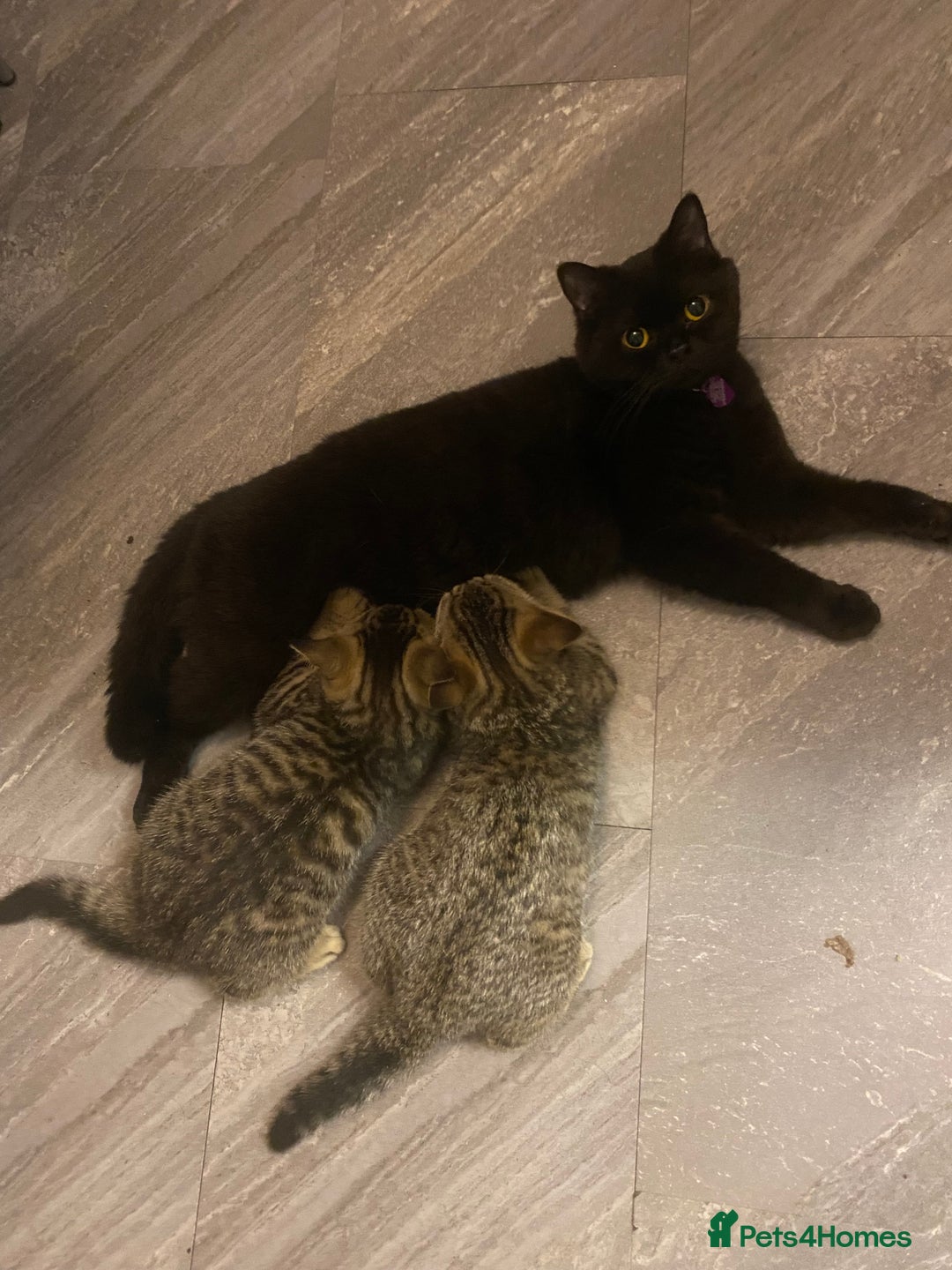 British Shorthair cats for sale: BSH Pedigree Chunky Kittens Chocolate/Gold striped - Image 19