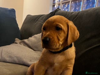 Labrador Retriever dogs - Advert 22