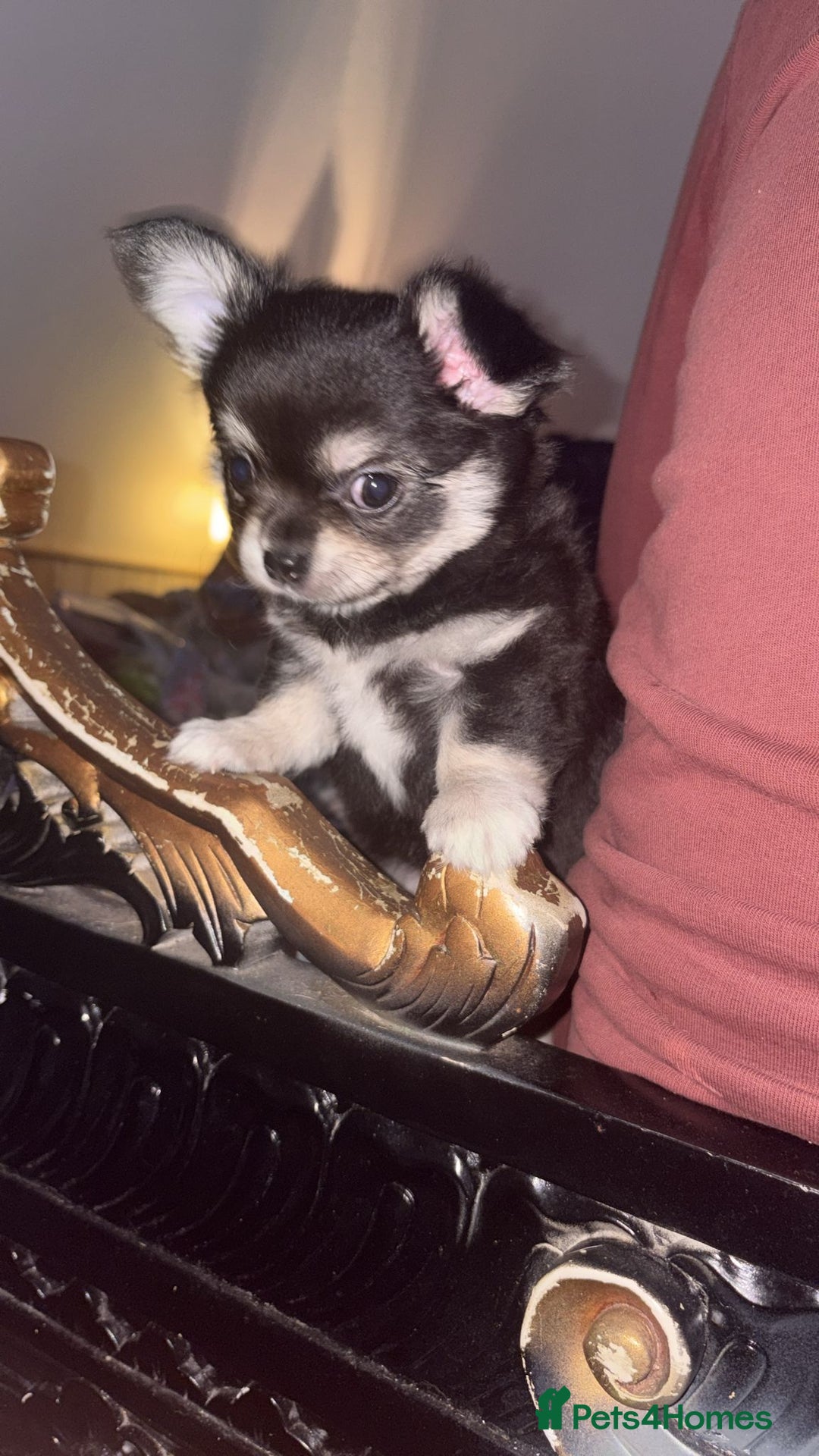 Chihuahua dogs for sale: Chihuahua puppies for sale - Advert 15