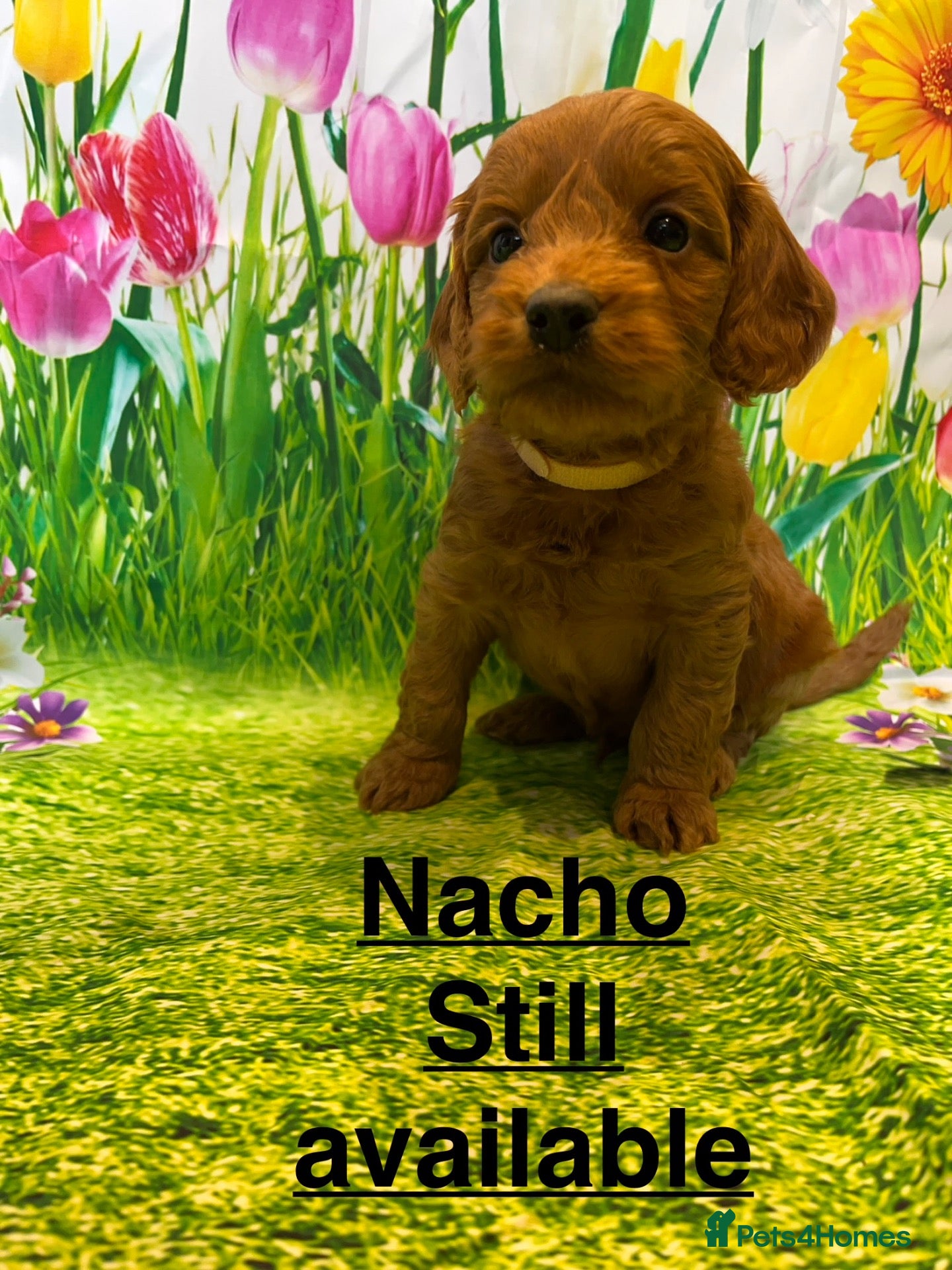 Cockapoo dogs Stunning toy cockapoo puppy’s  - Advert 2