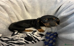 Miniature Dachshund dogs for sale: Stunning miniature dachshund puppies  - Image 2