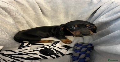 Miniature Dachshund dogs - Advert 15