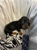 Miniature Dachshund dogs - Advert 7