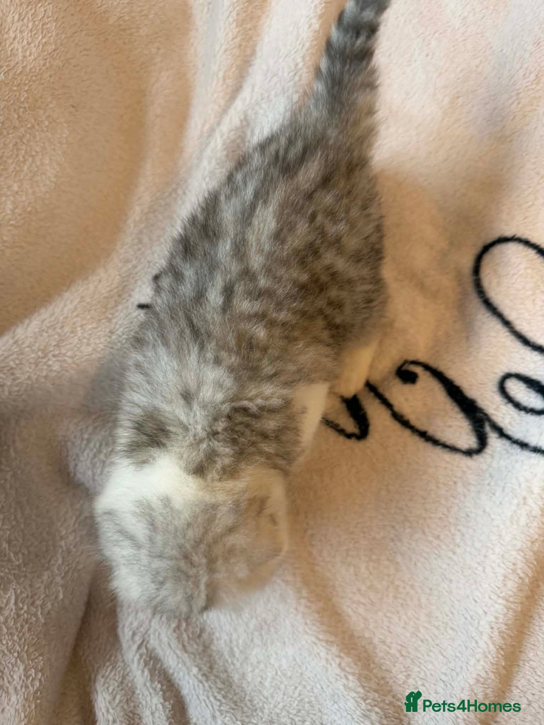 Scottish Fold cats for sale: Scottish fold / straight Kittens  - Advert 12