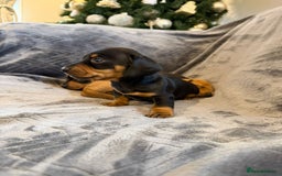 Miniature Dachshund dogs for sale: Three beautiful miniature dachshund boys  - Advert 8