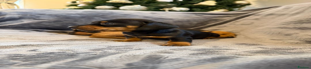 Miniature Dachshund Puppy 2