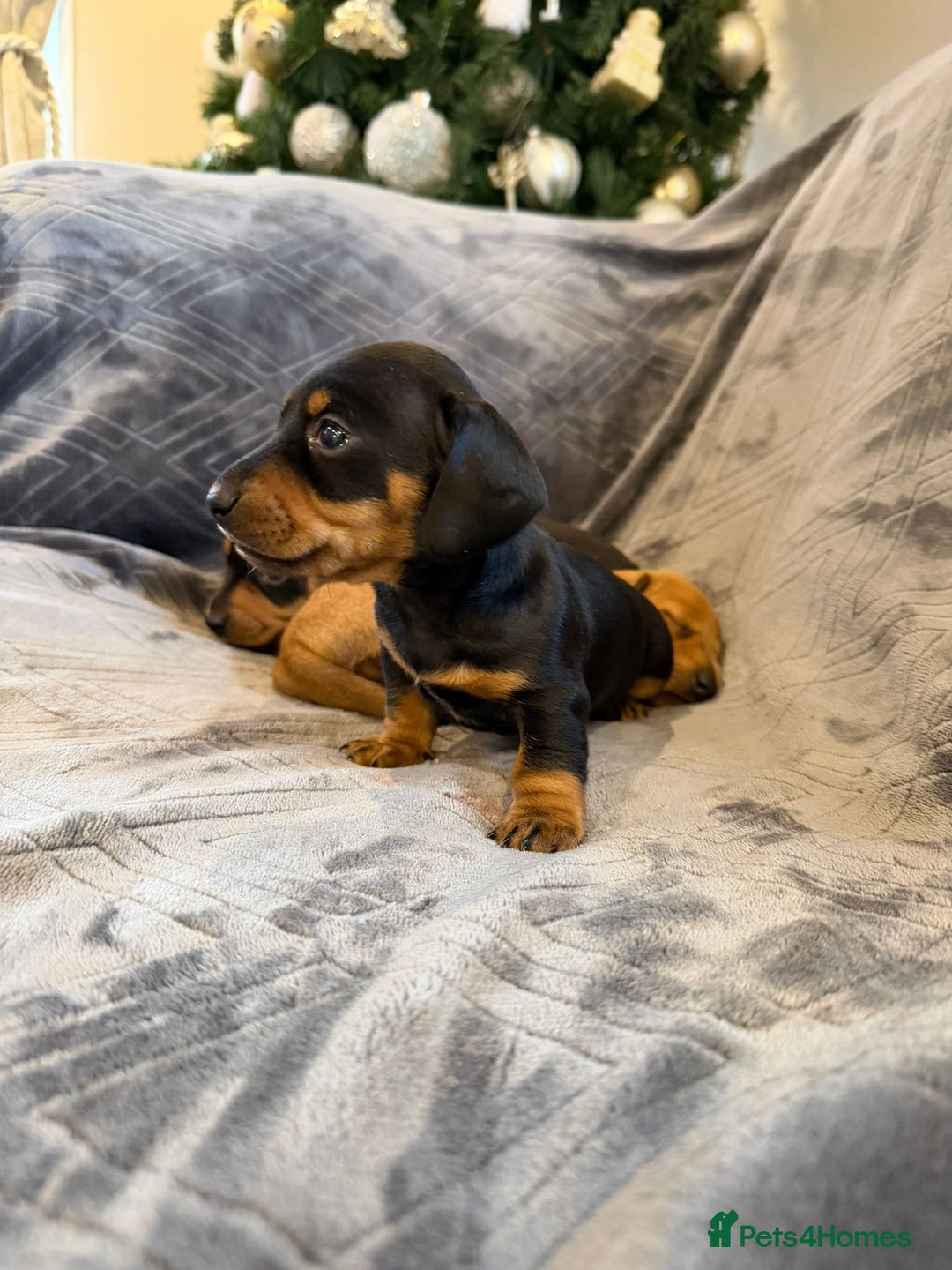 Miniature Dachshund dogs for sale: Three beautiful miniature dachshund boys  - Advert 8
