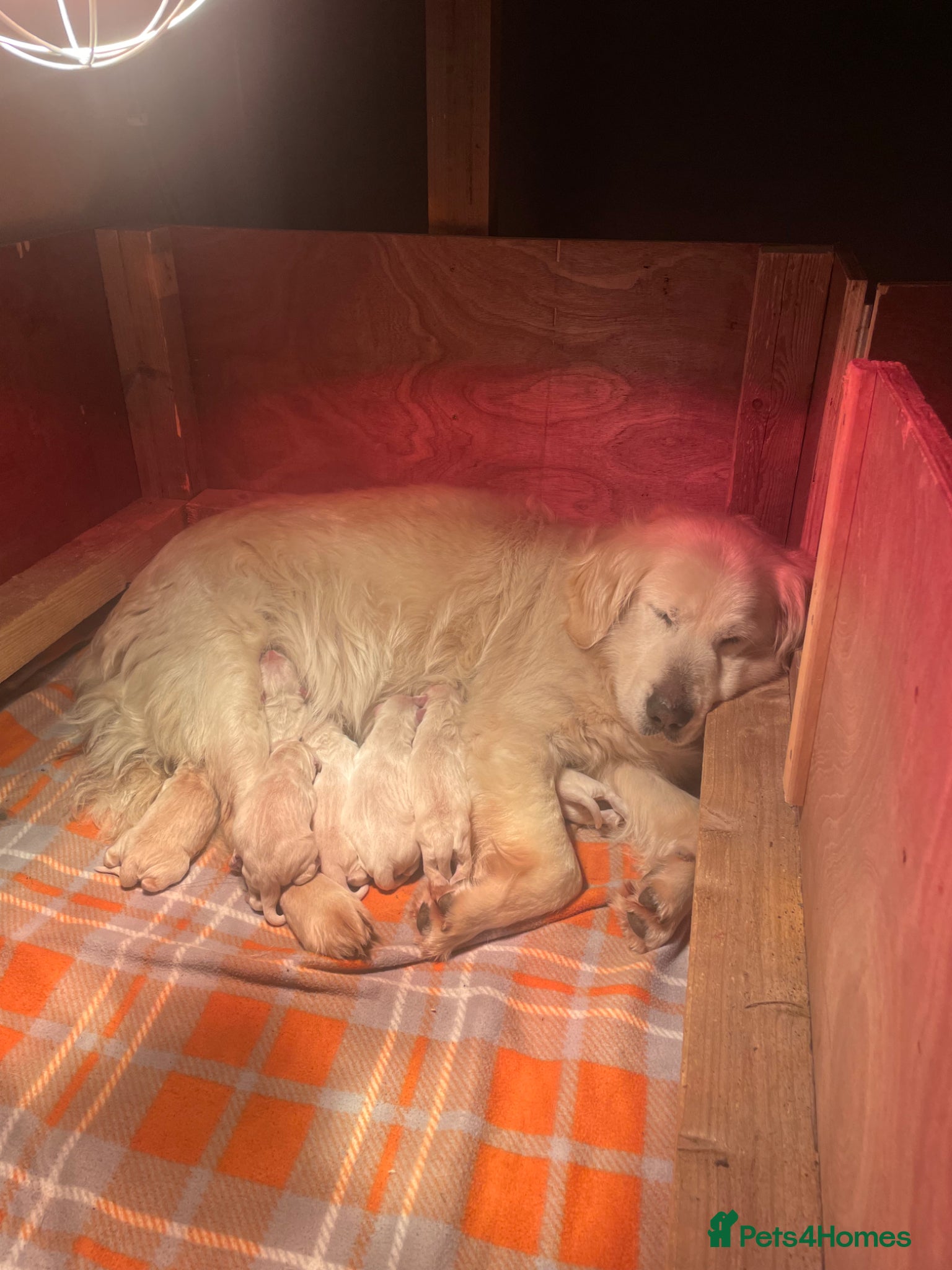 Golden Retriever dogs Golden retriever puppies  - Advert 3