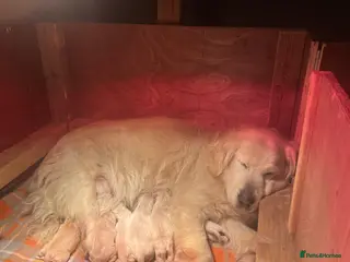 Golden Retriever dogs Golden retriever puppies - Advert 3