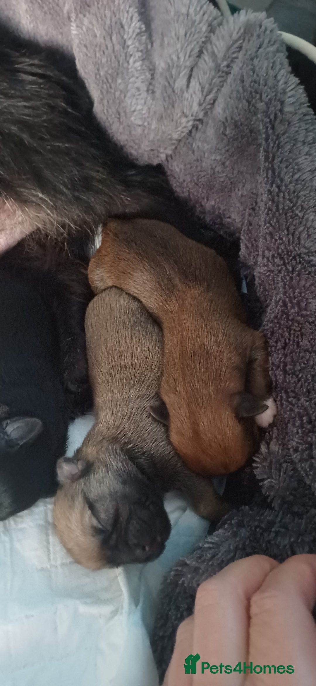 Shih Tzu dogs for sale: Beautiful colours Shihtzu puppies - Image 3