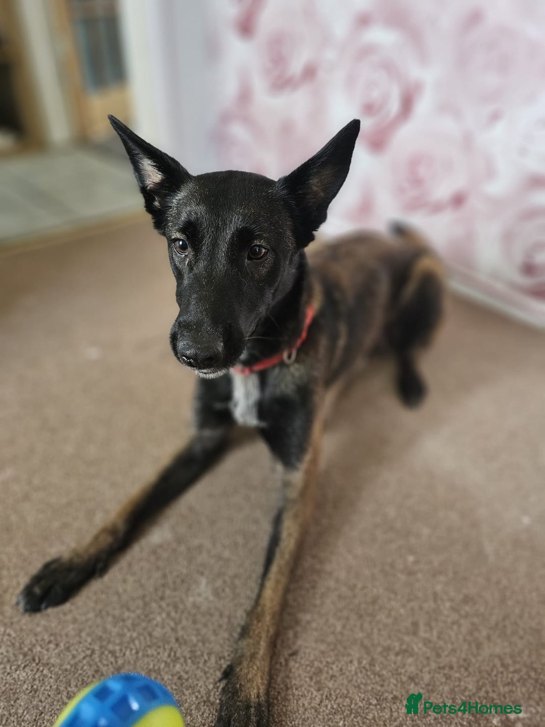 Mixed Breed dogs for sale: Belgian malinois x German shepherd puppies - Image 11