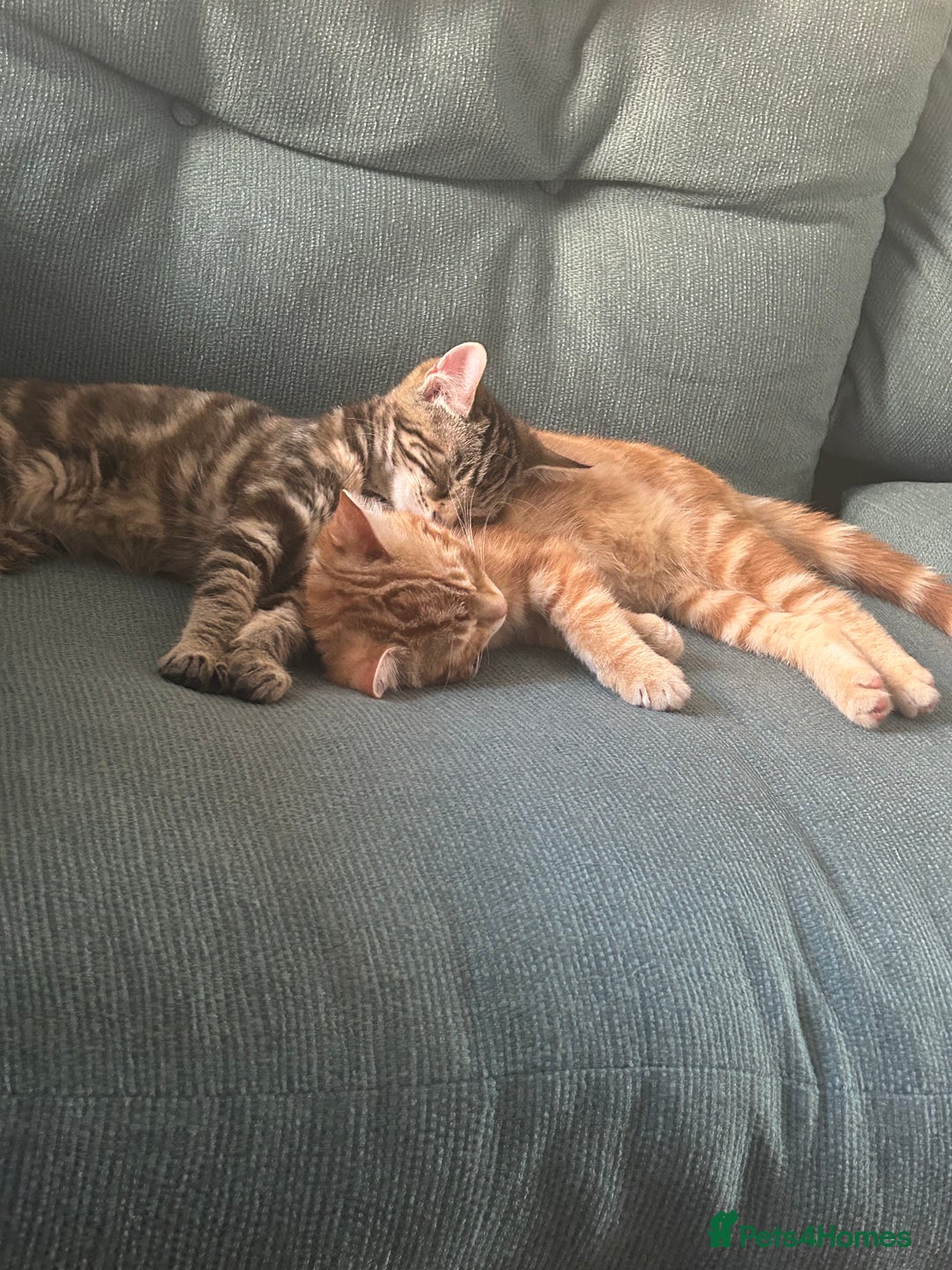 Domestic Shorthair cats for sale: 2 beautiful 8 month old kittens - Image 4