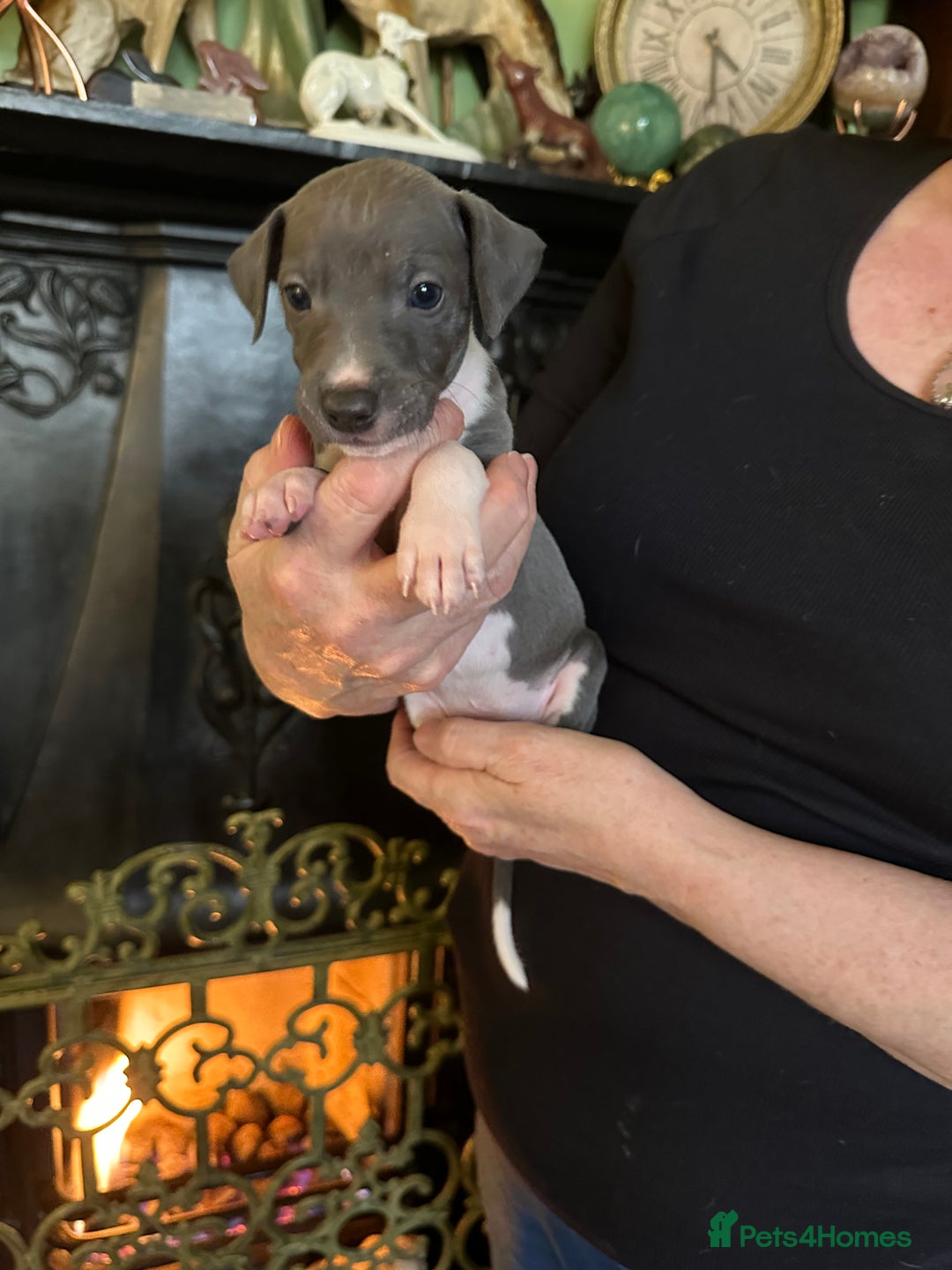 Mixed Breed dogs for sale: Whippet x Italian Greyhound Pups - Advert 3
