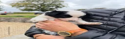 Border Collie dogs for sale: Border collie pups for sale  - Advert 7