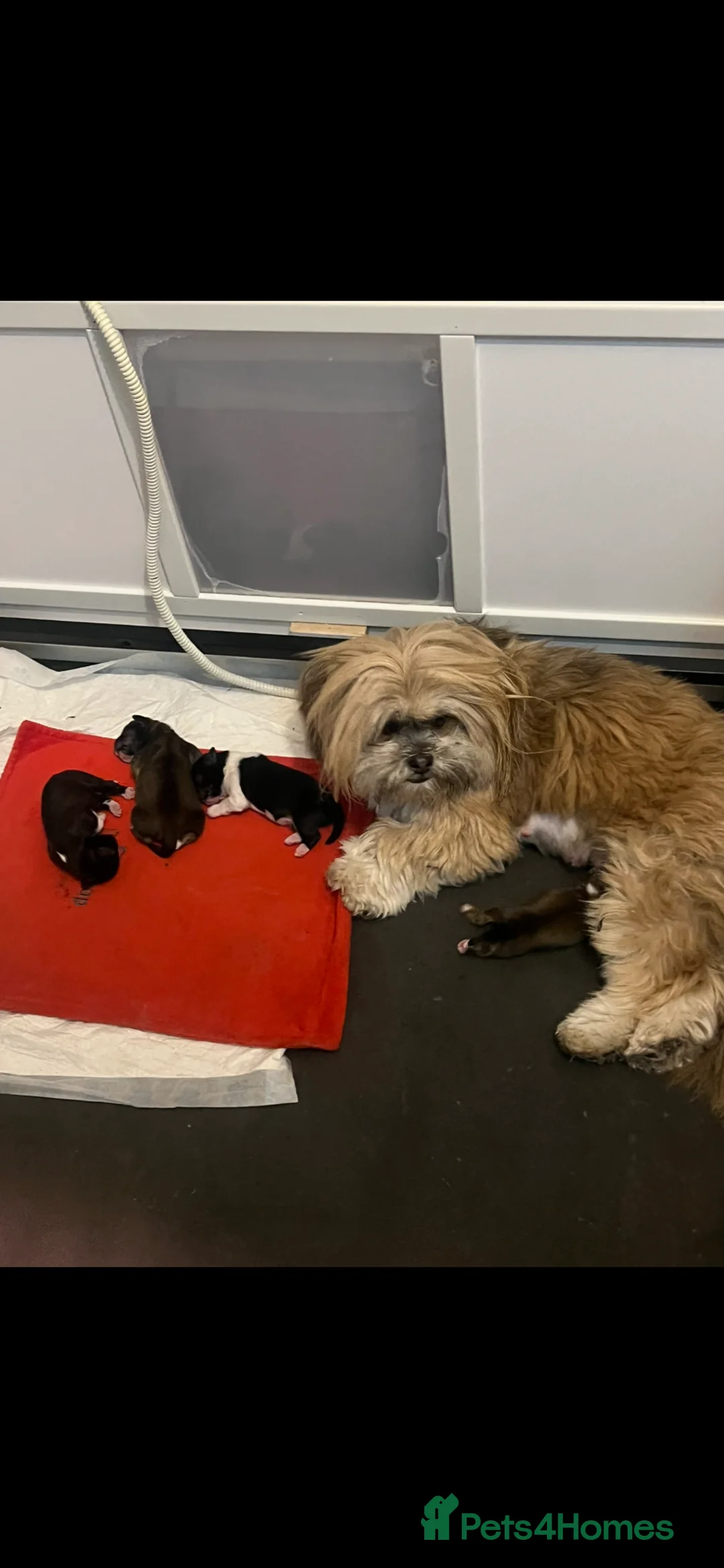Lhasa Apso dogs for sale: Lhasa apso pups  - Advert 1