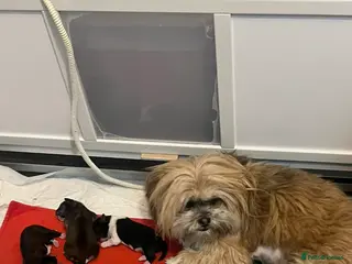 Lhasa Apso dogs Lhasa apso pups - Advert 3