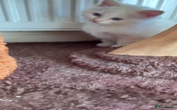 Ragdoll cats for sale: 2 flame point 1 chocolate point ragdolls  - Image 3