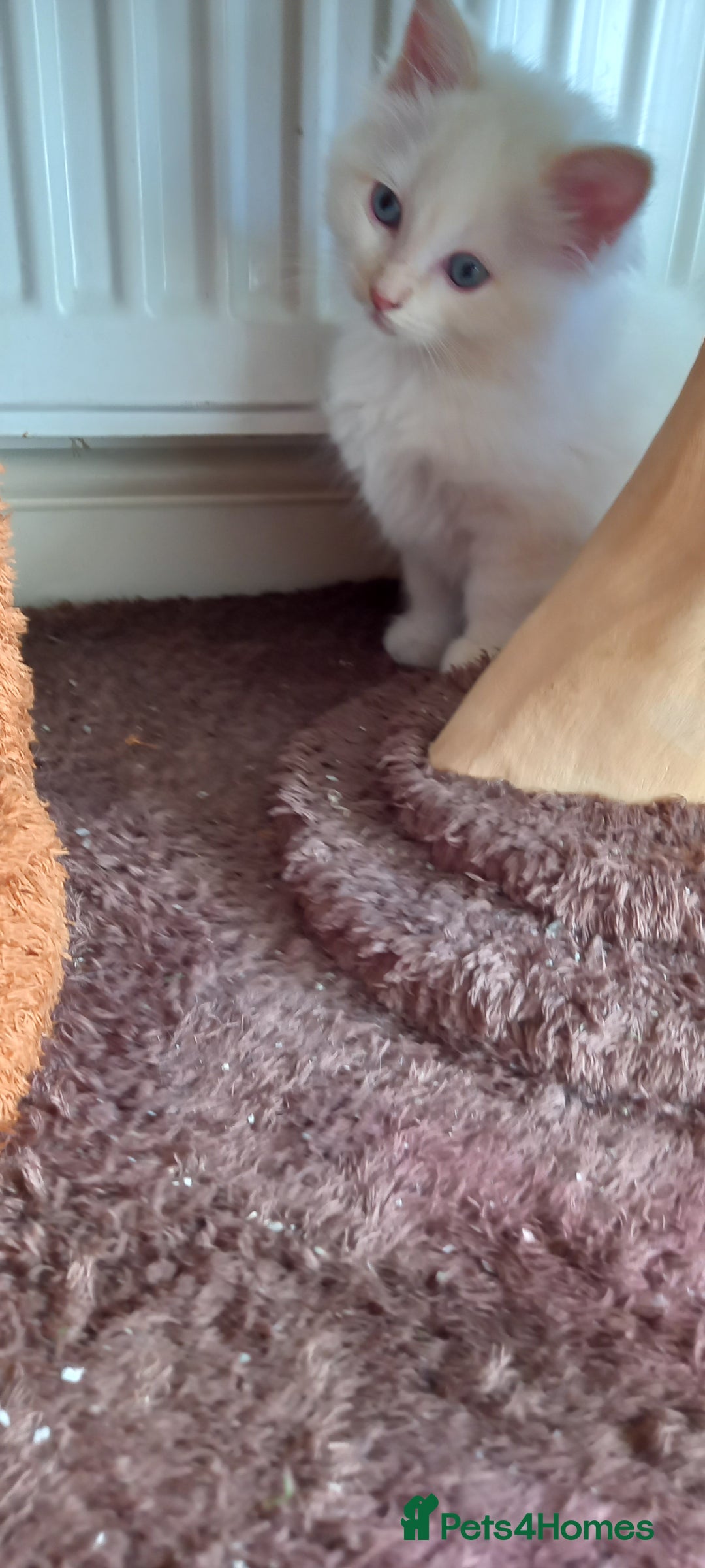 Ragdoll cats for sale: 2 flame point 1 chocolate point ragdolls  - Image 3