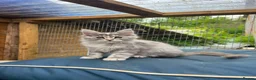 Maine Coon cats for sale: Maine Coon Kittens  - Advert 10