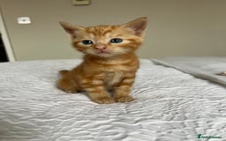 Domestic Shorthair cats for sale: Four beautiful male kittens  - Image 12