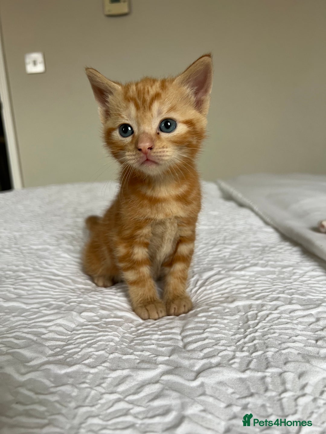 Domestic Shorthair cats for sale: Four beautiful male kittens  - Image 12