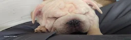 French Bulldog dogs for sale: French Bulldog  - Advert 7