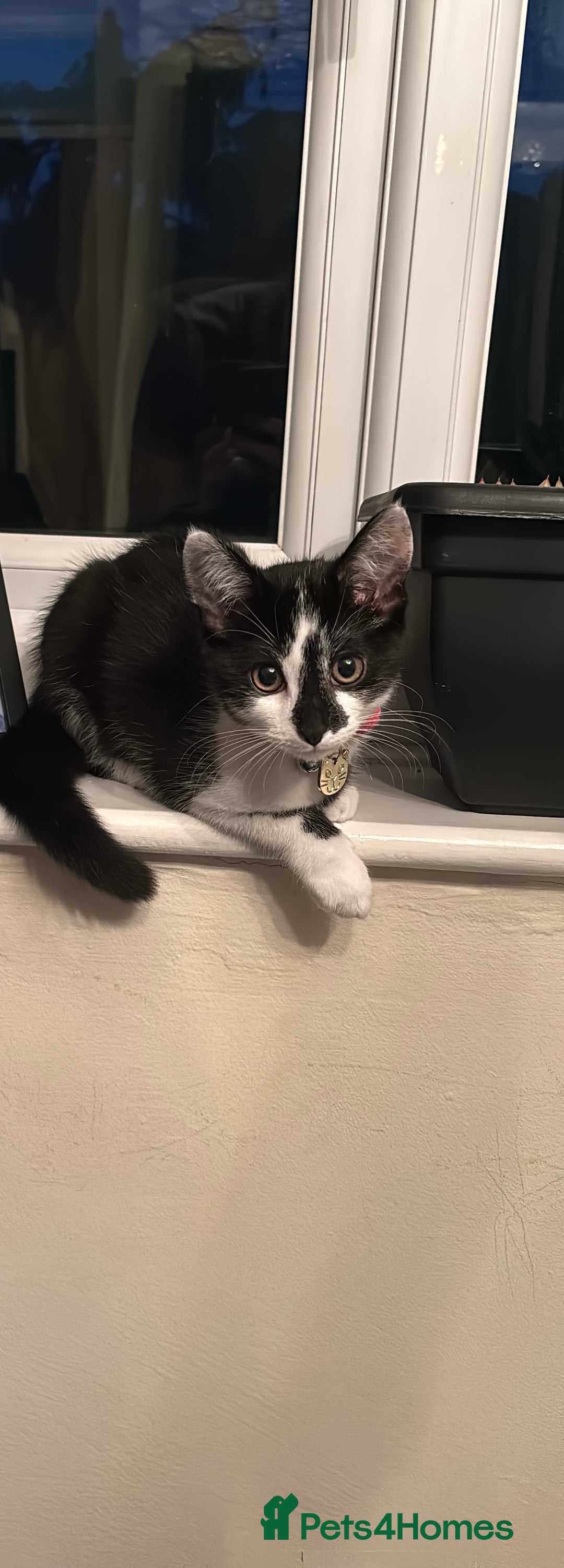 Domestic Shorthair cats for sale: Kitten up for adoption  - Image 5